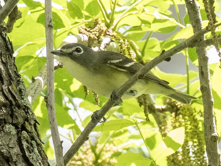 Blue-headed Vireo - ML635283872