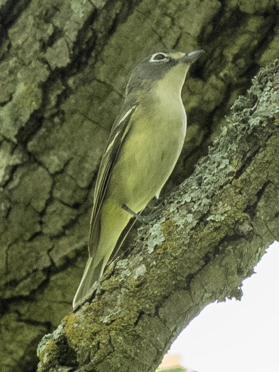 Blue-headed Vireo - ML635283873