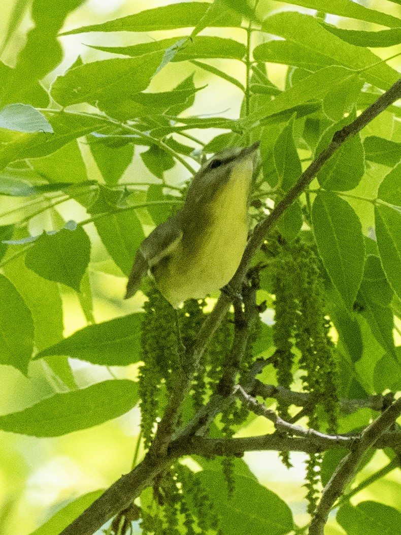 Philadelphia Vireo - ML635283879