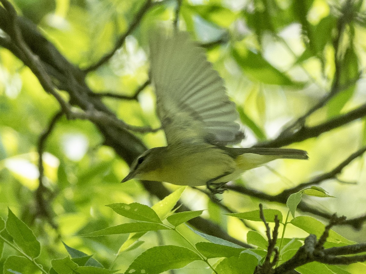 Philadelphia Vireo - ML635283880