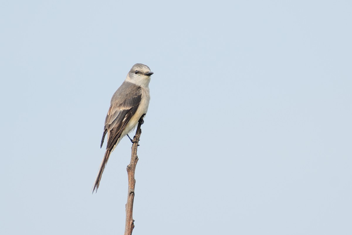 Brown-rumped Minivet - ML635283906