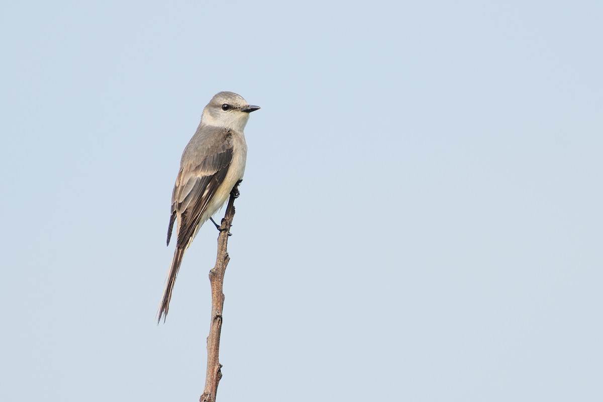 Brown-rumped Minivet - ML635283907