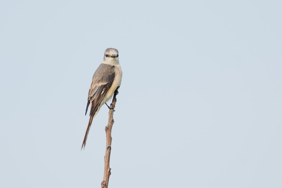 Brown-rumped Minivet - ML635283908