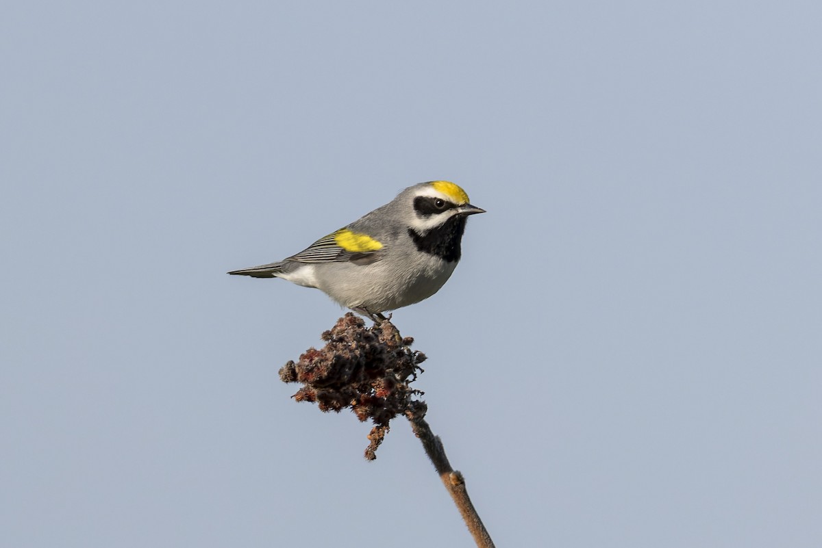 Golden-winged Warbler - ML635283932