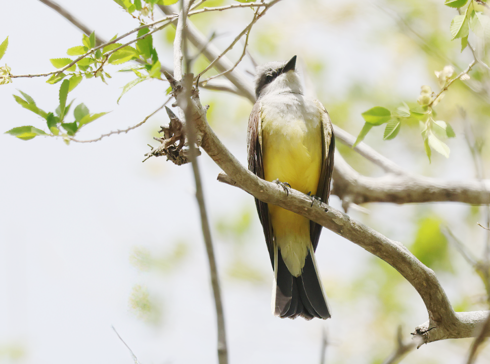 Western Kingbird - ML635283937