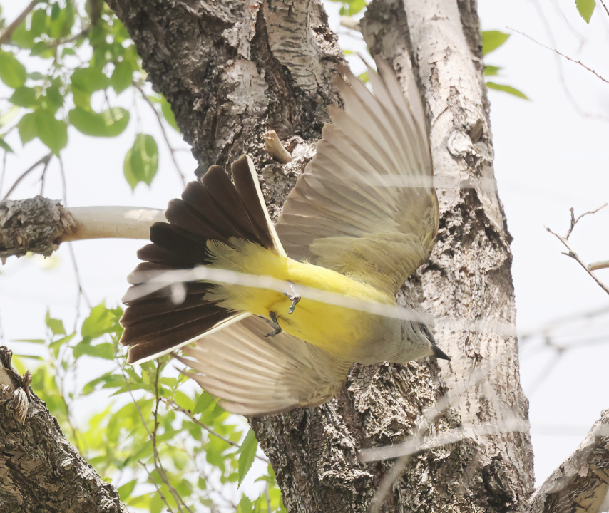 Western Kingbird - ML635283938