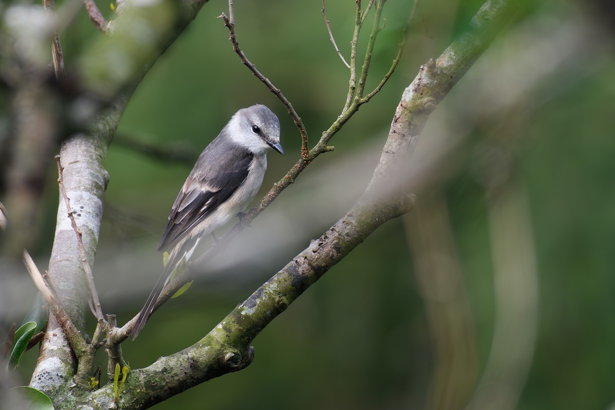 Brown-rumped Minivet - ML635283957