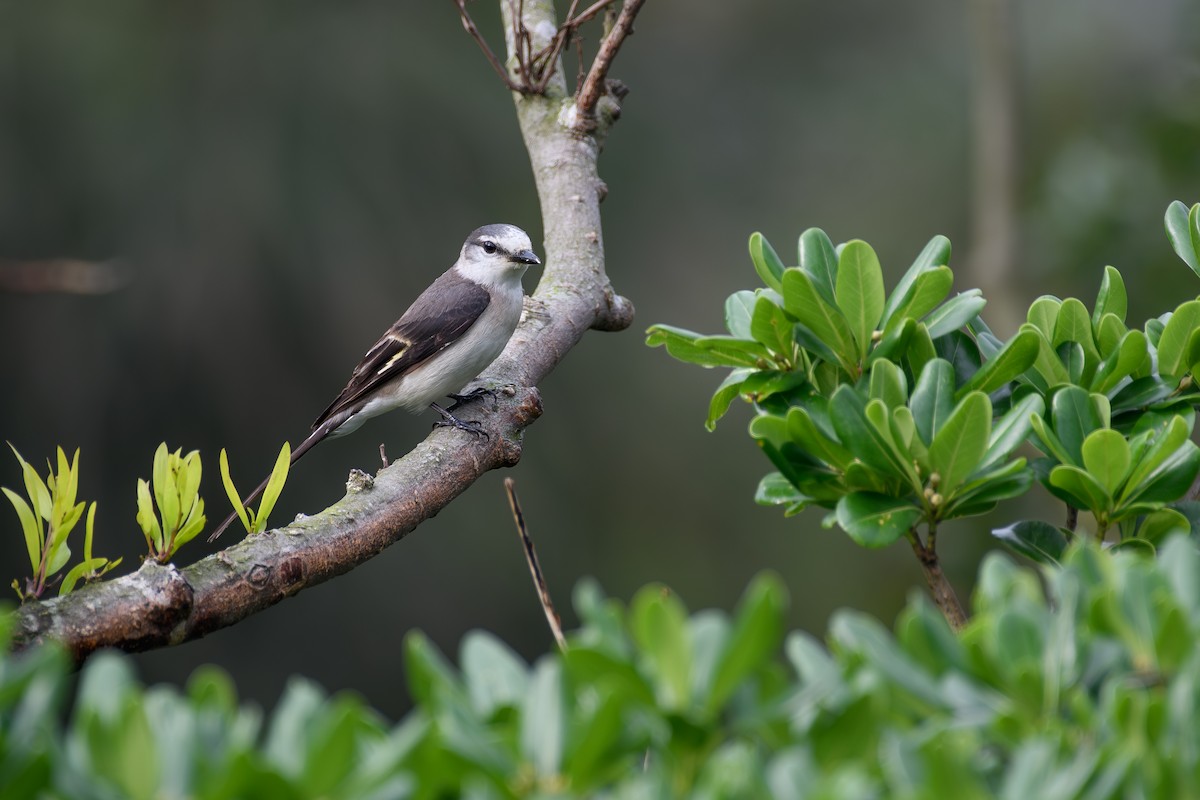Brown-rumped Minivet - ML635283958