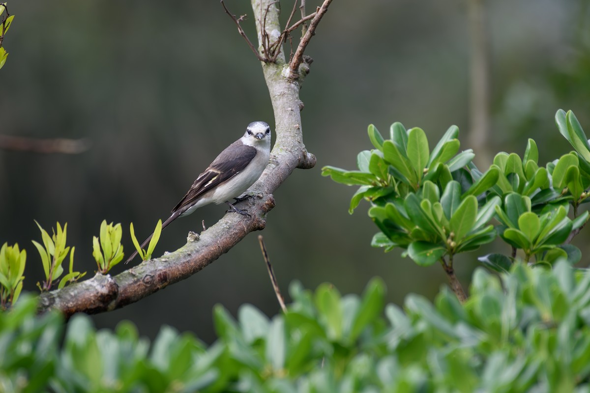 Brown-rumped Minivet - ML635283959