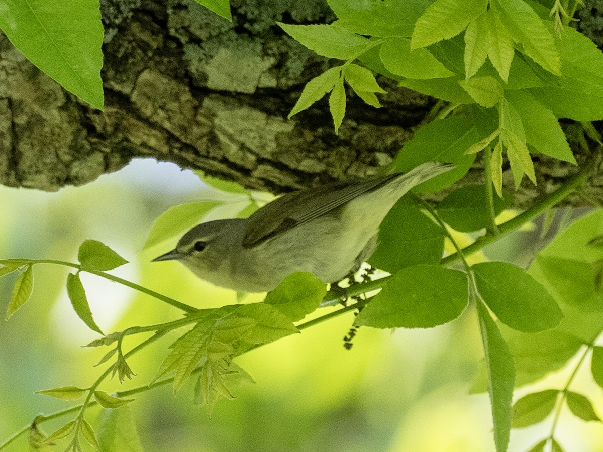 Tennessee Warbler - ML635283962