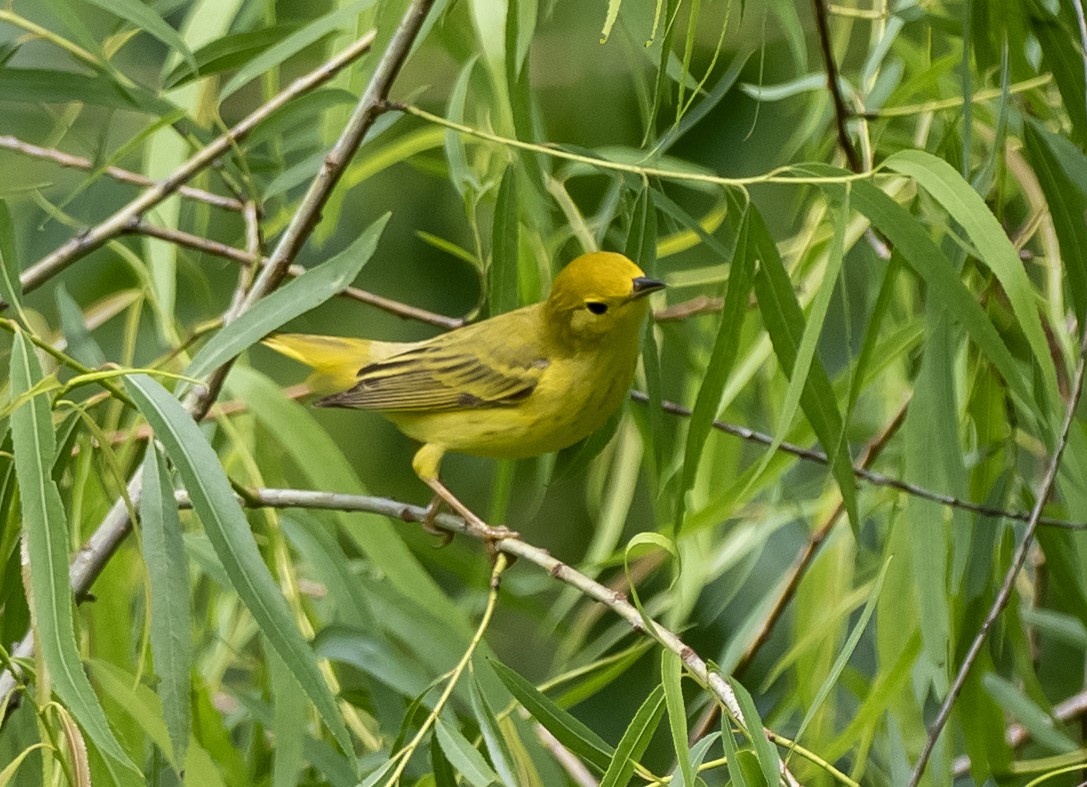 Yellow Warbler (Northern) - ML635283977