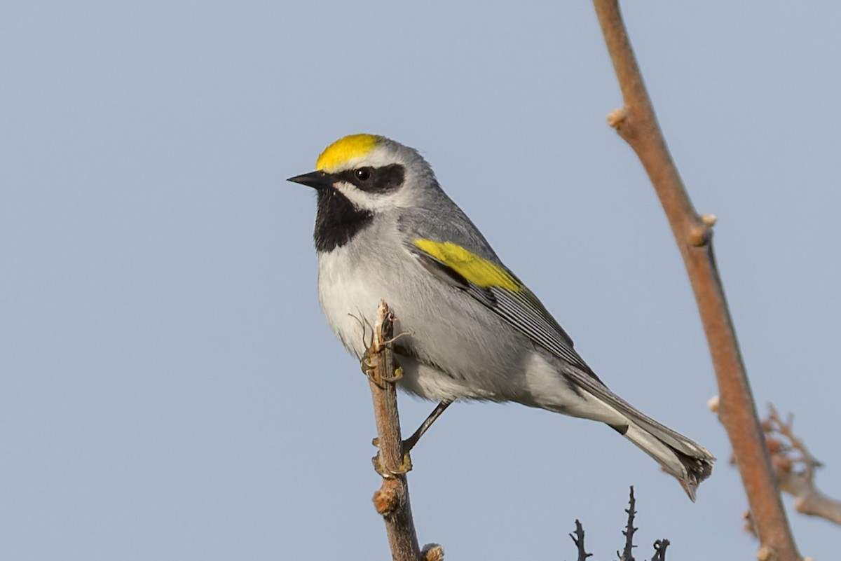 Golden-winged Warbler - ML635283982