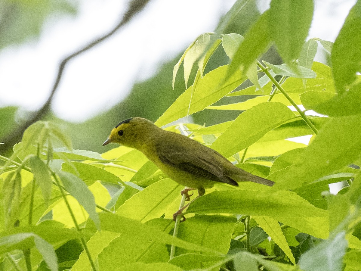 Wilson's Warbler - ML635283991