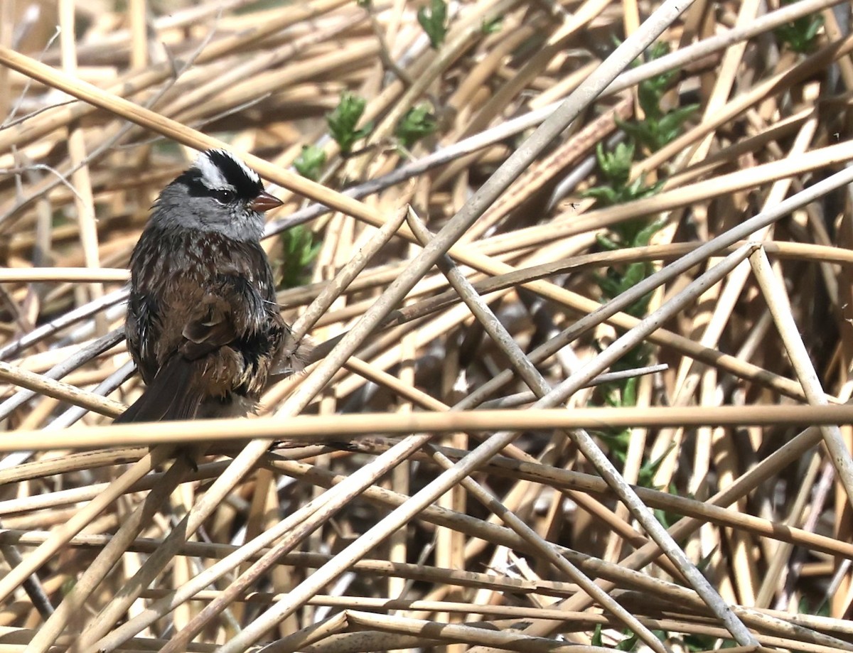 White-crowned Sparrow - ML635284019