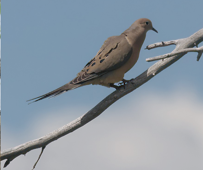 Mourning Dove - ML635284124