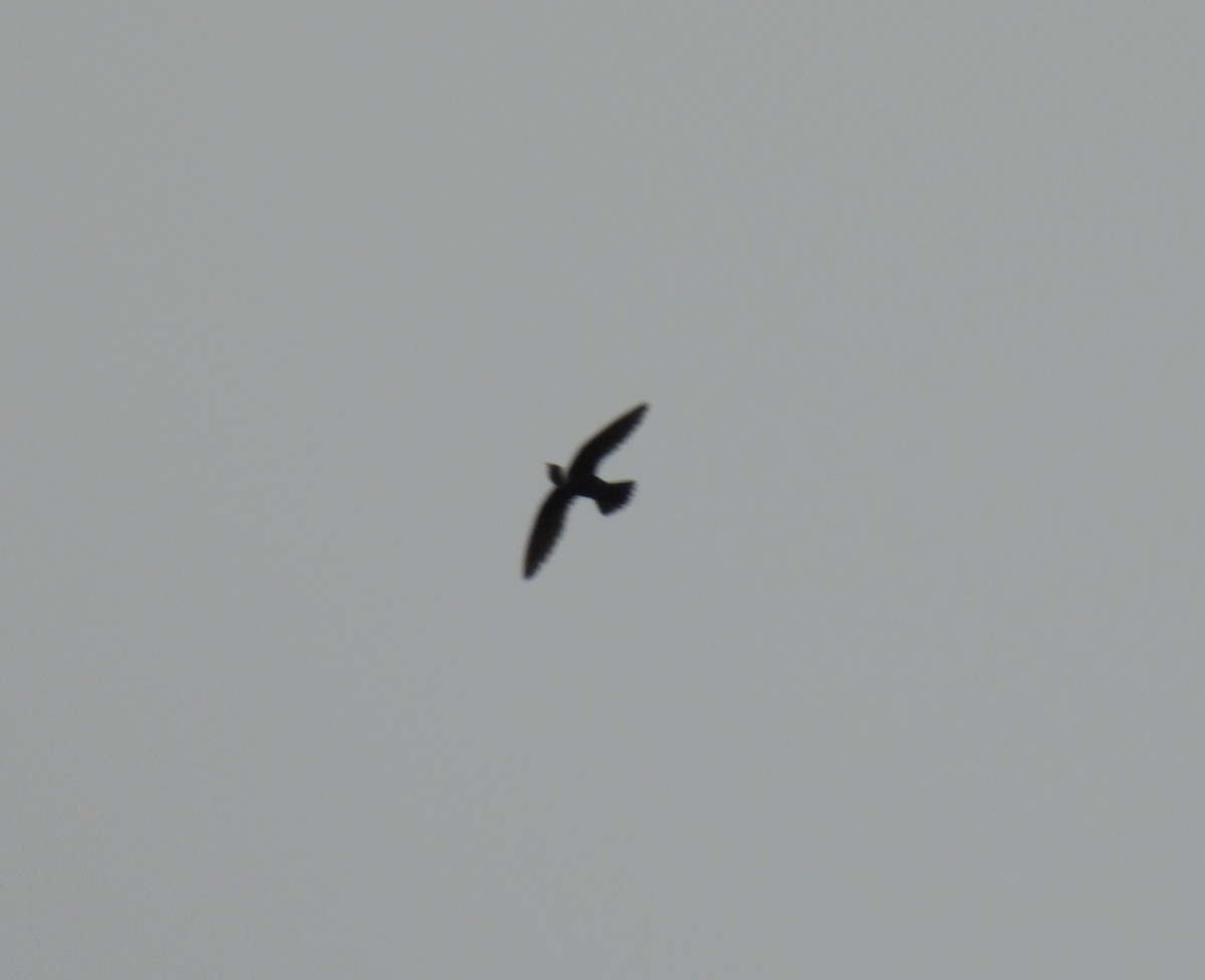 White-collared Swift - ML635284170