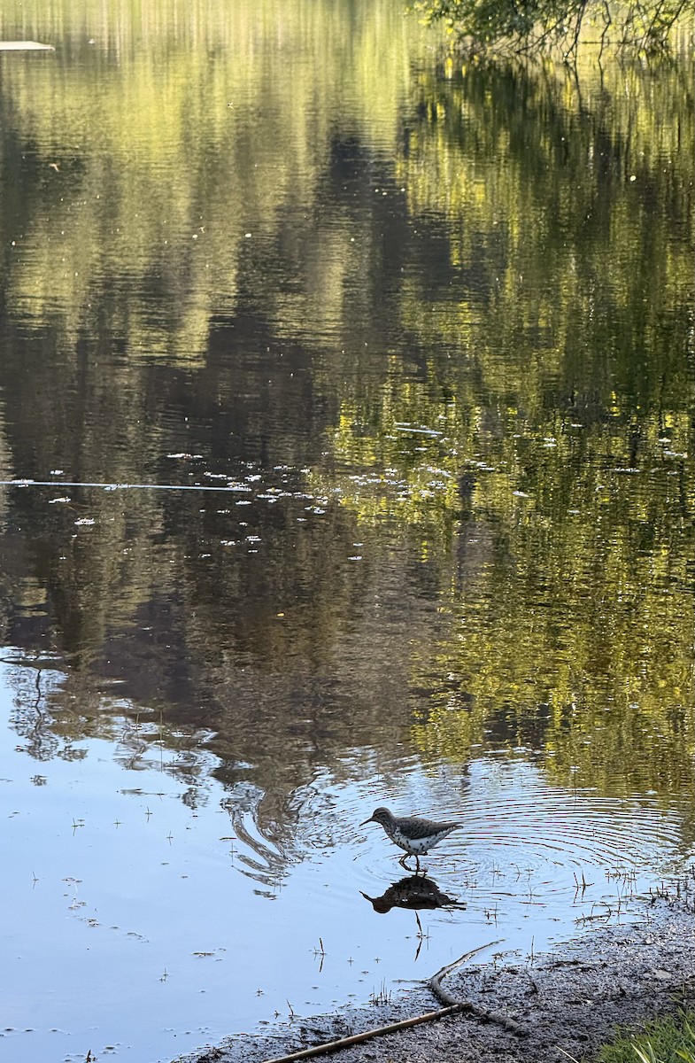 Spotted Sandpiper - ML635284179
