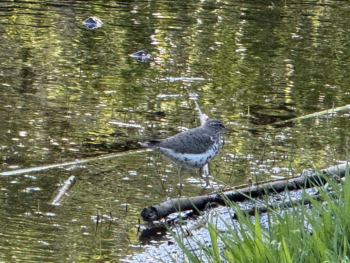 Spotted Sandpiper - ML635284180