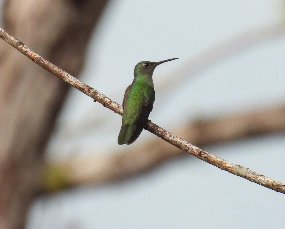 Colibri de Cuvier - ML635284210