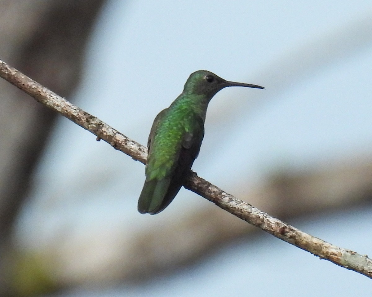 Colibri de Cuvier - ML635284211