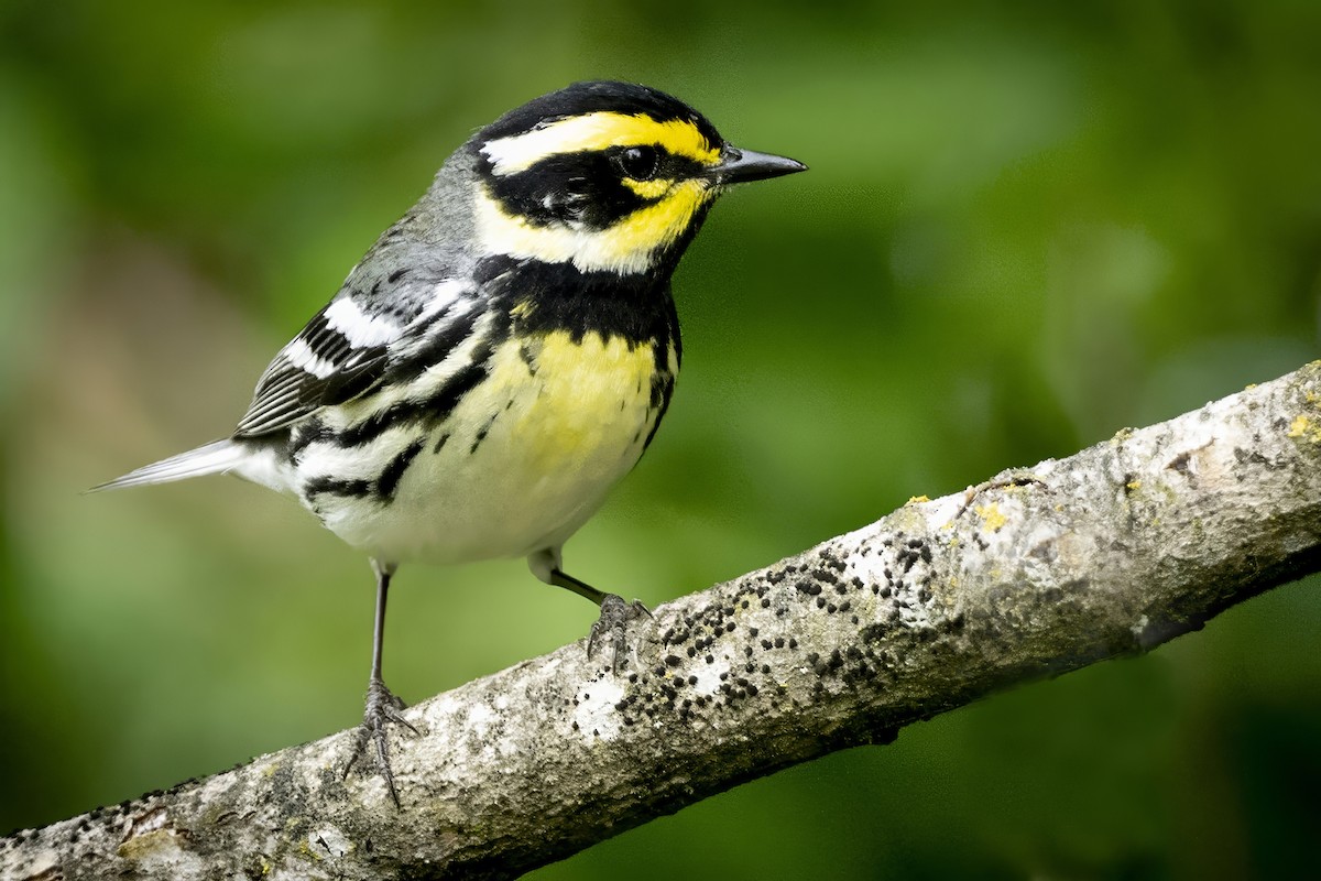 Black-throated Gray x Townsend's Warbler (hybrid) - ML635284437