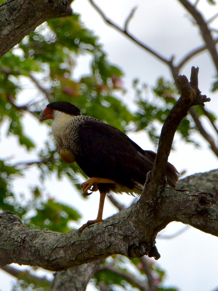 Crested Caracara - ML635284472