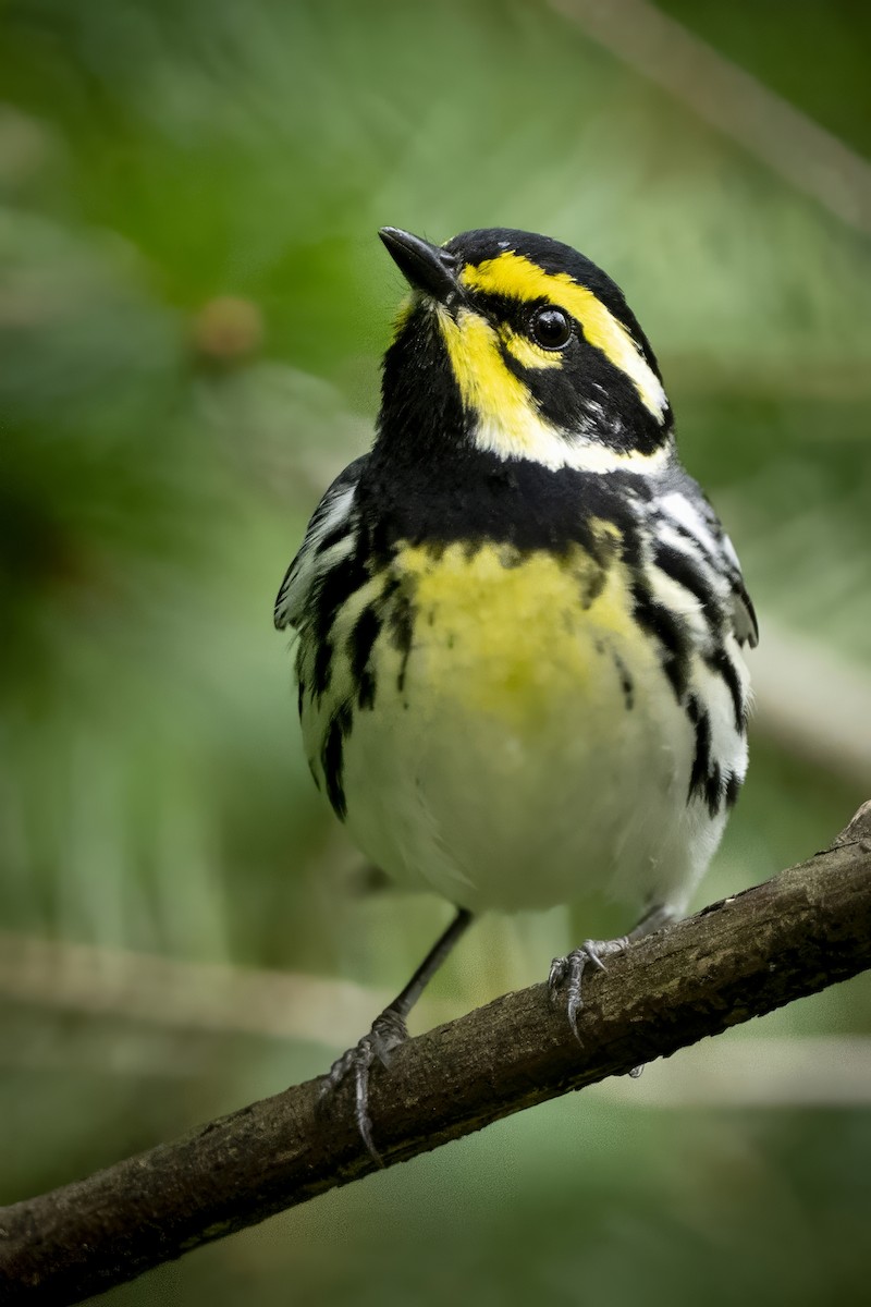 Black-throated Gray x Townsend's Warbler (hybrid) - ML635284474