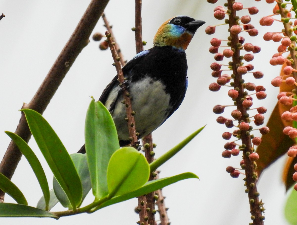 Golden-hooded Tanager - ML635284481