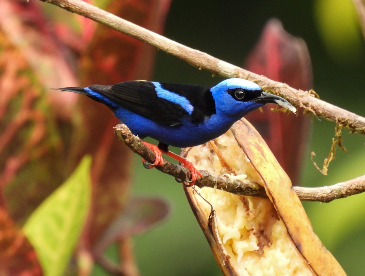 Red-legged Honeycreeper - ML635284487