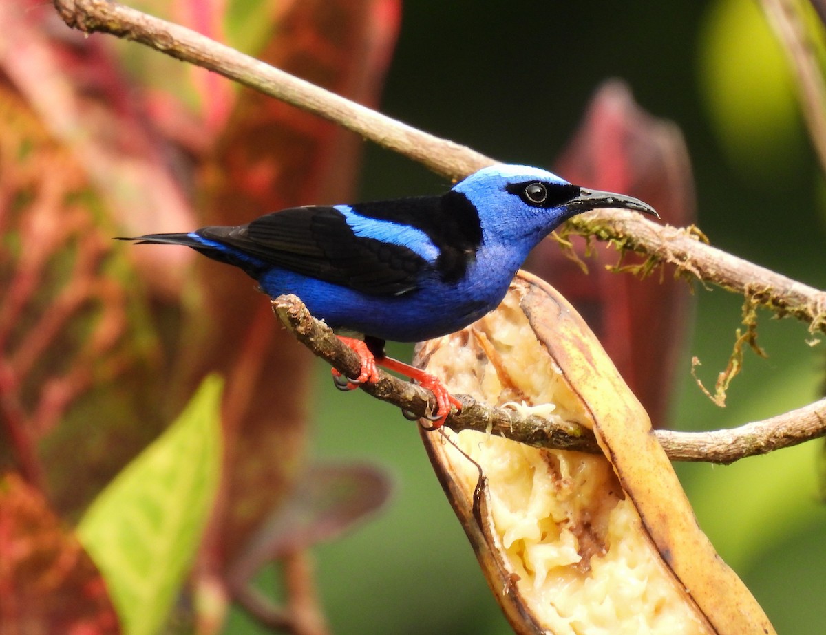 Red-legged Honeycreeper - ML635284488