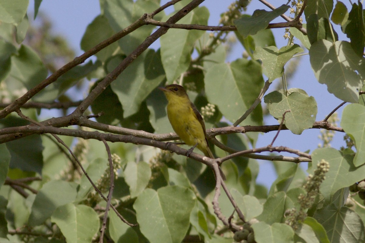Hypolaïs jaune - ML635284563