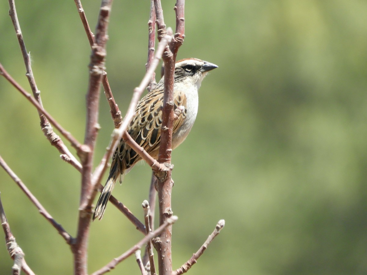 Striped Sparrow - ML635284565