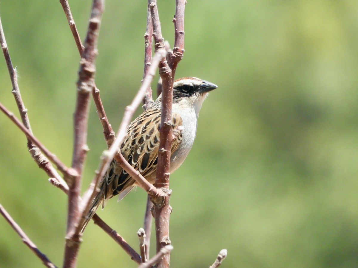 Striped Sparrow - ML635284573
