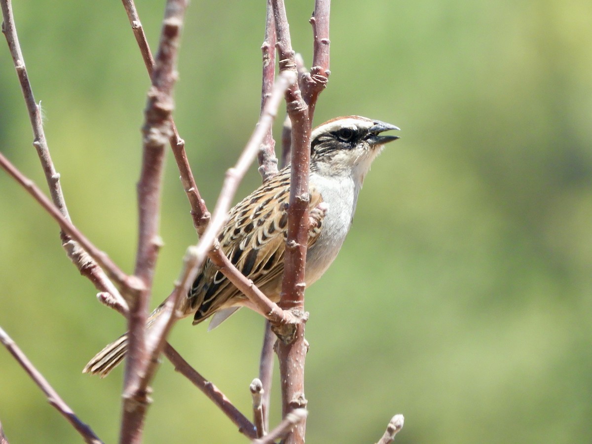 Striped Sparrow - ML635284579