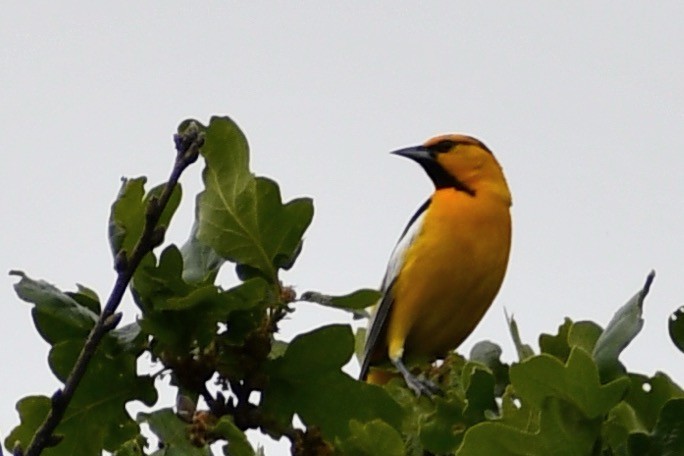 Bullock's Oriole - ML635284685