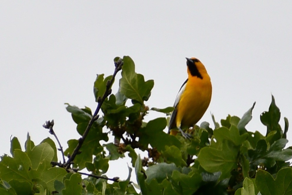 Bullock's Oriole - ML635284686
