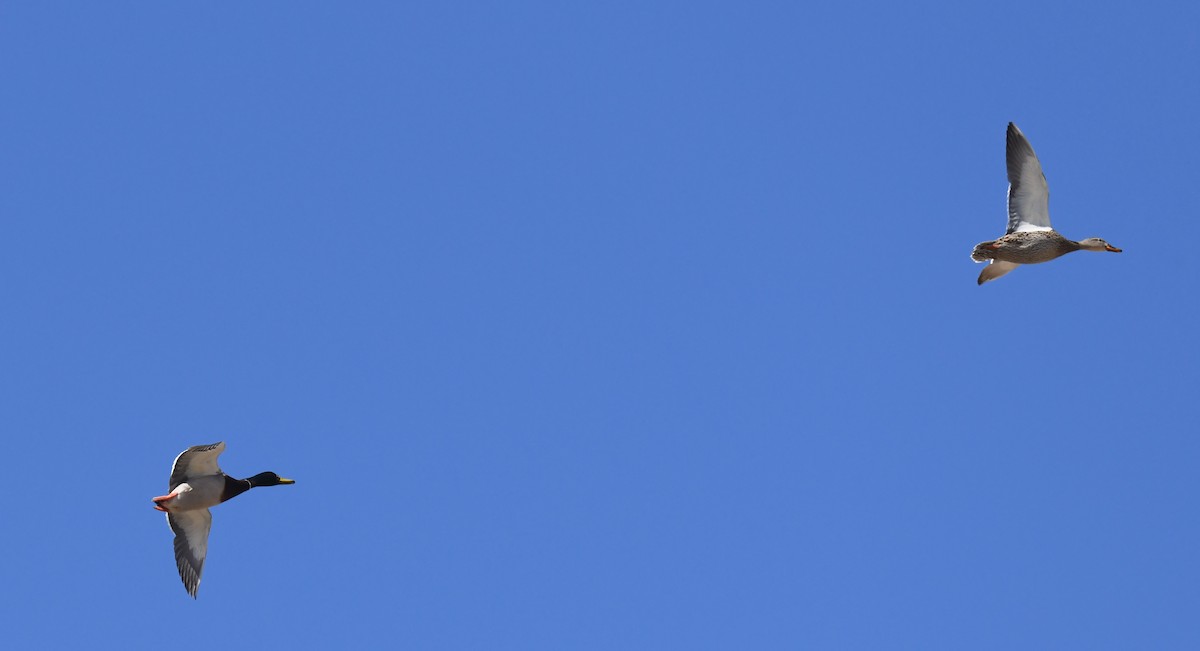 Mallard - ML635284703