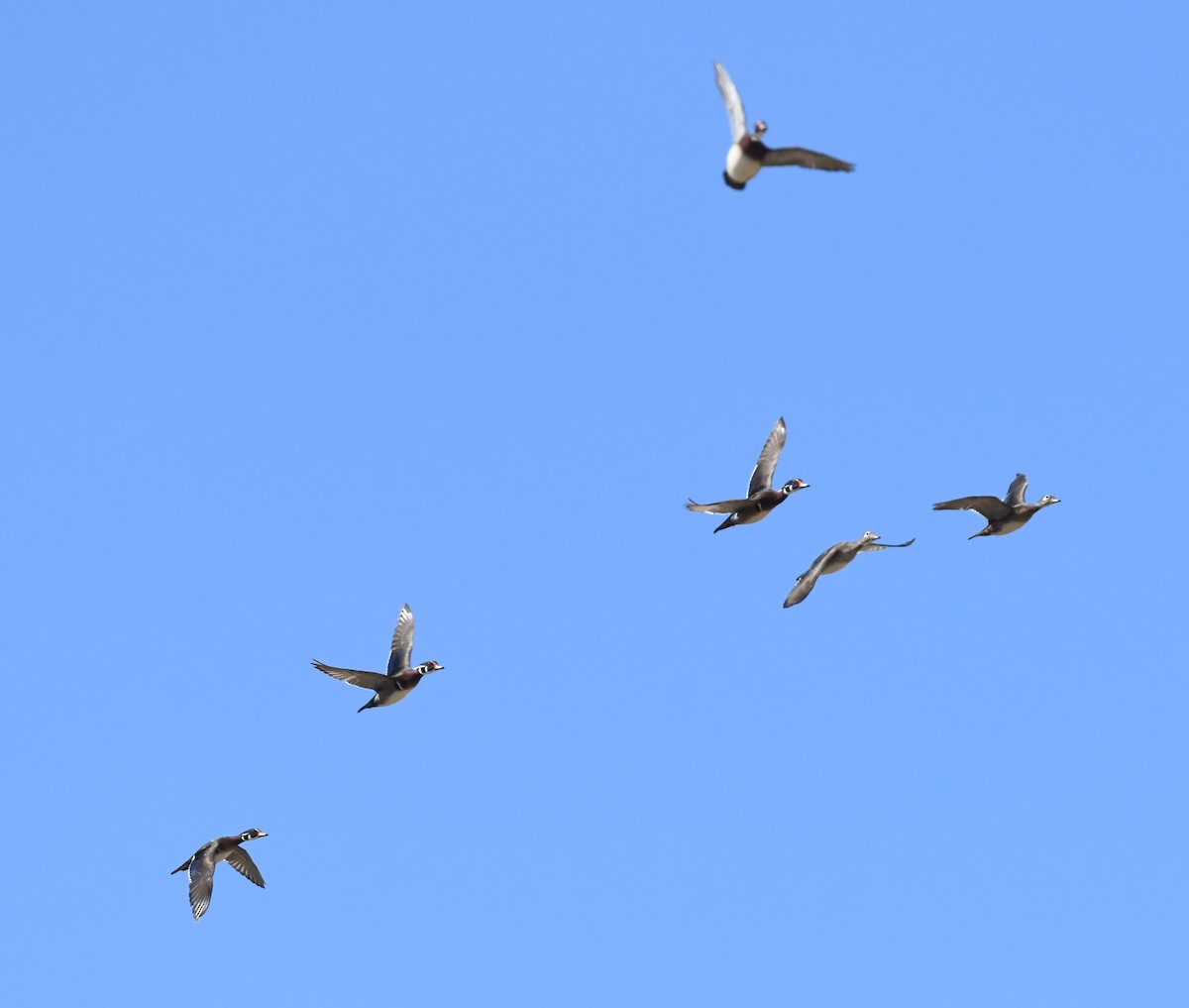 Wood Duck - ML635284711