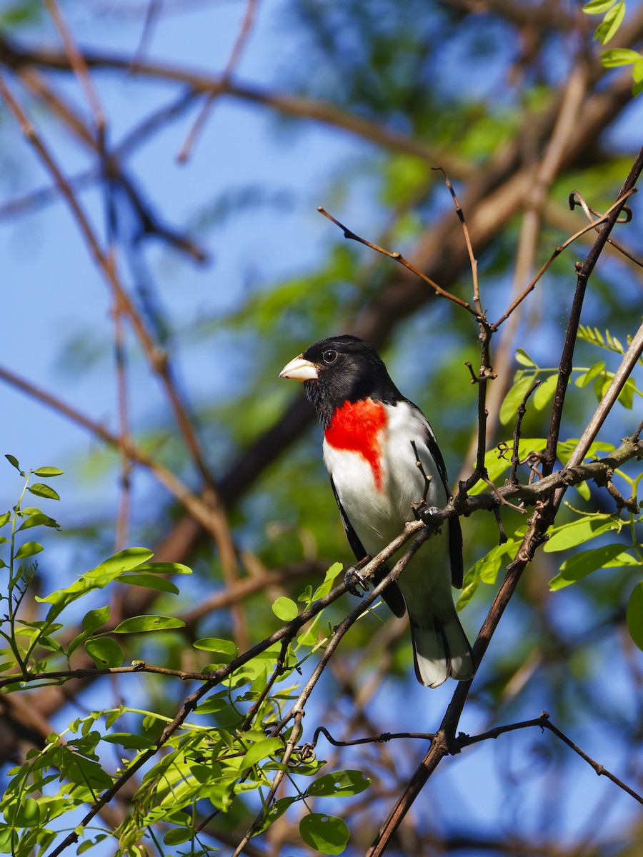 Rose-breasted Grosbeak - ML635284712