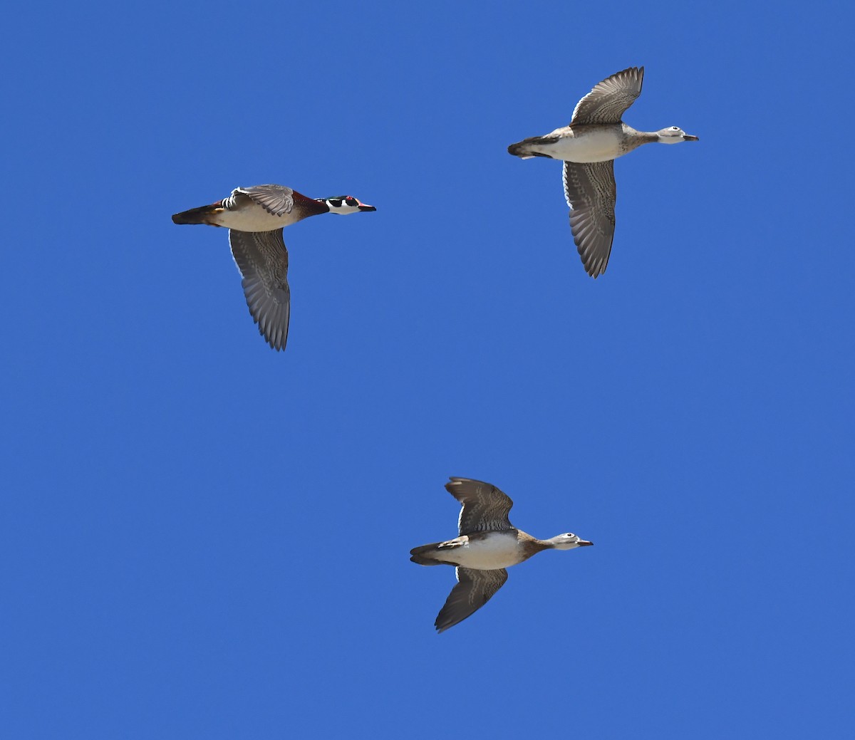 Wood Duck - ML635284718