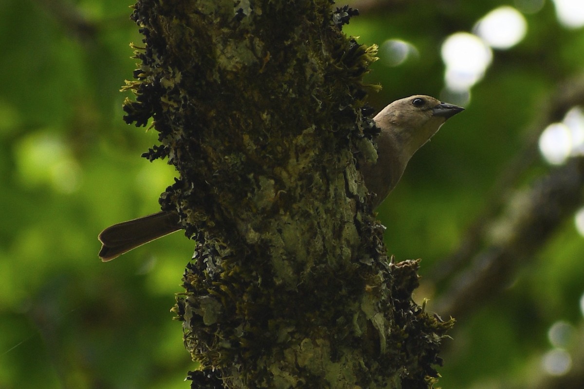 Brown-headed Cowbird - ML635284737
