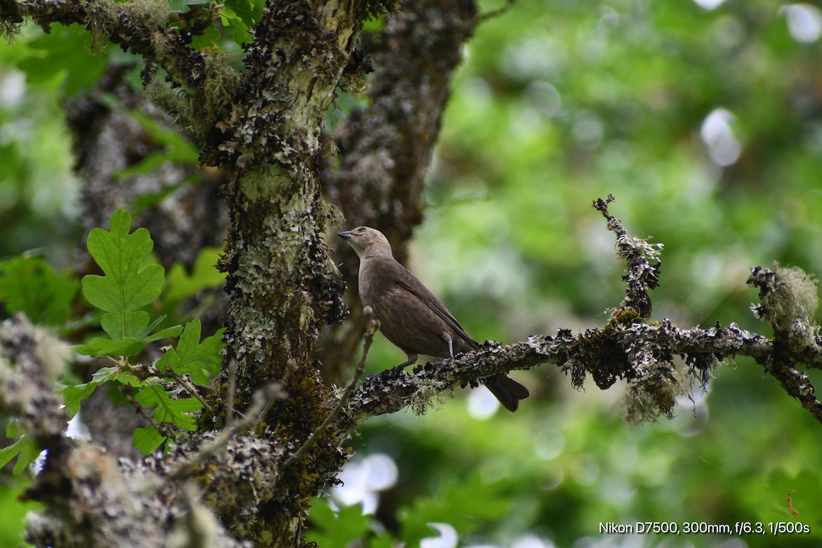 Brown-headed Cowbird - ML635284738