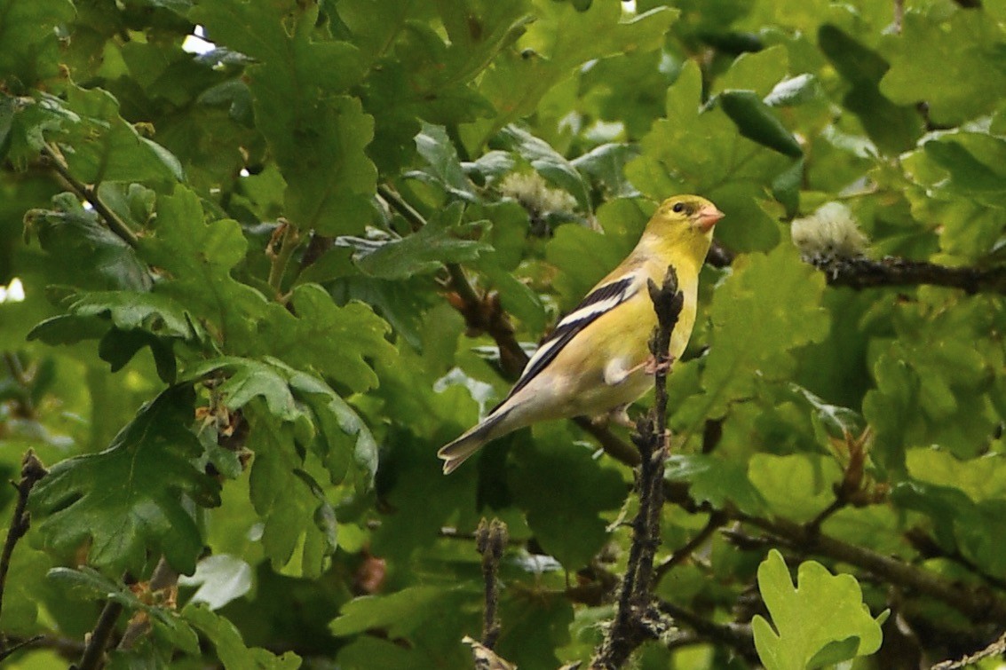 American Goldfinch - ML635284772