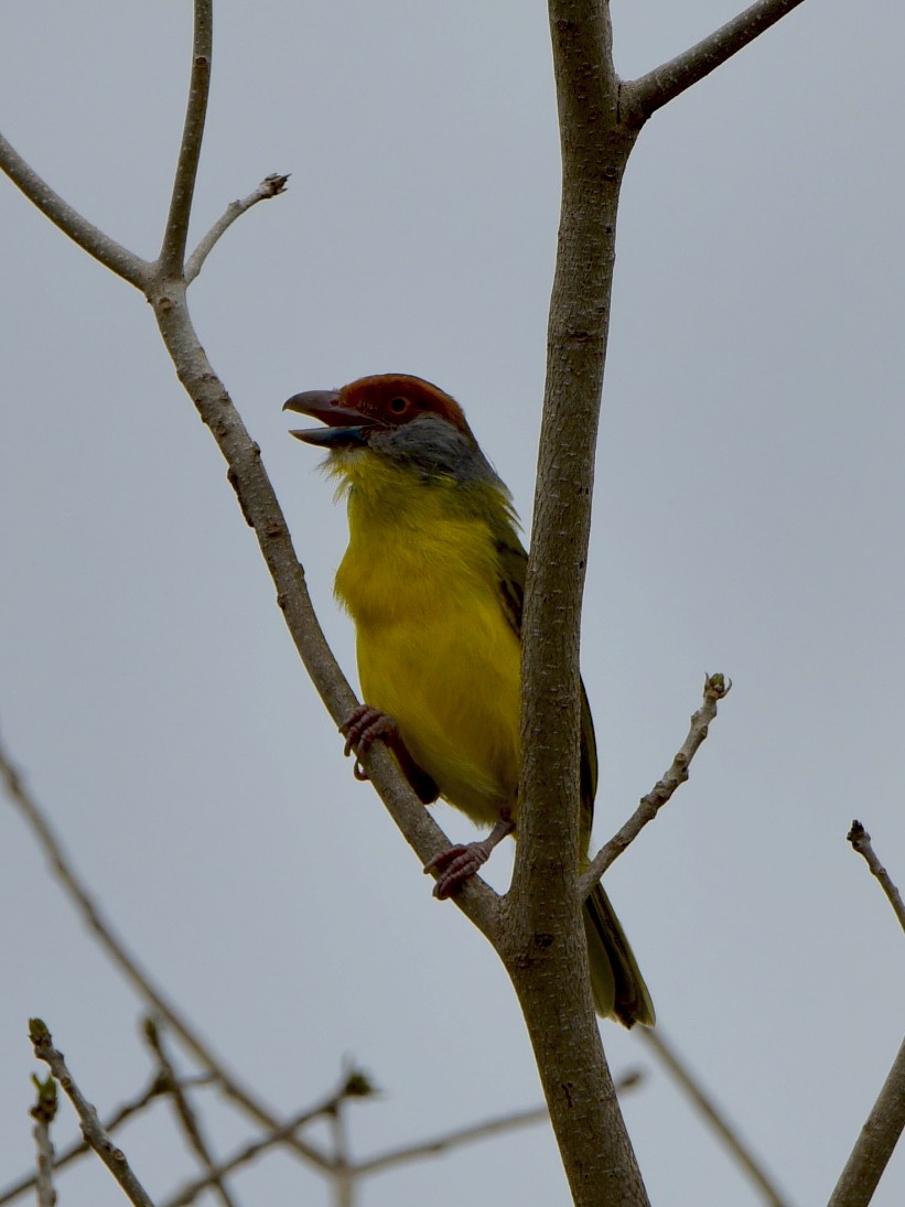 Rufous-browed Peppershrike - ML635284800