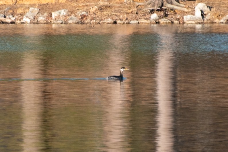 Red-necked Grebe - ML635284851