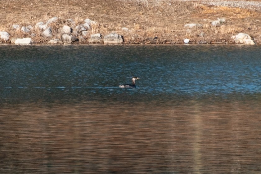 Red-necked Grebe - ML635284852