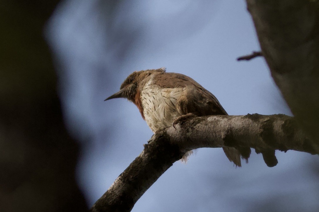 Red-throated Wryneck - ML635284871