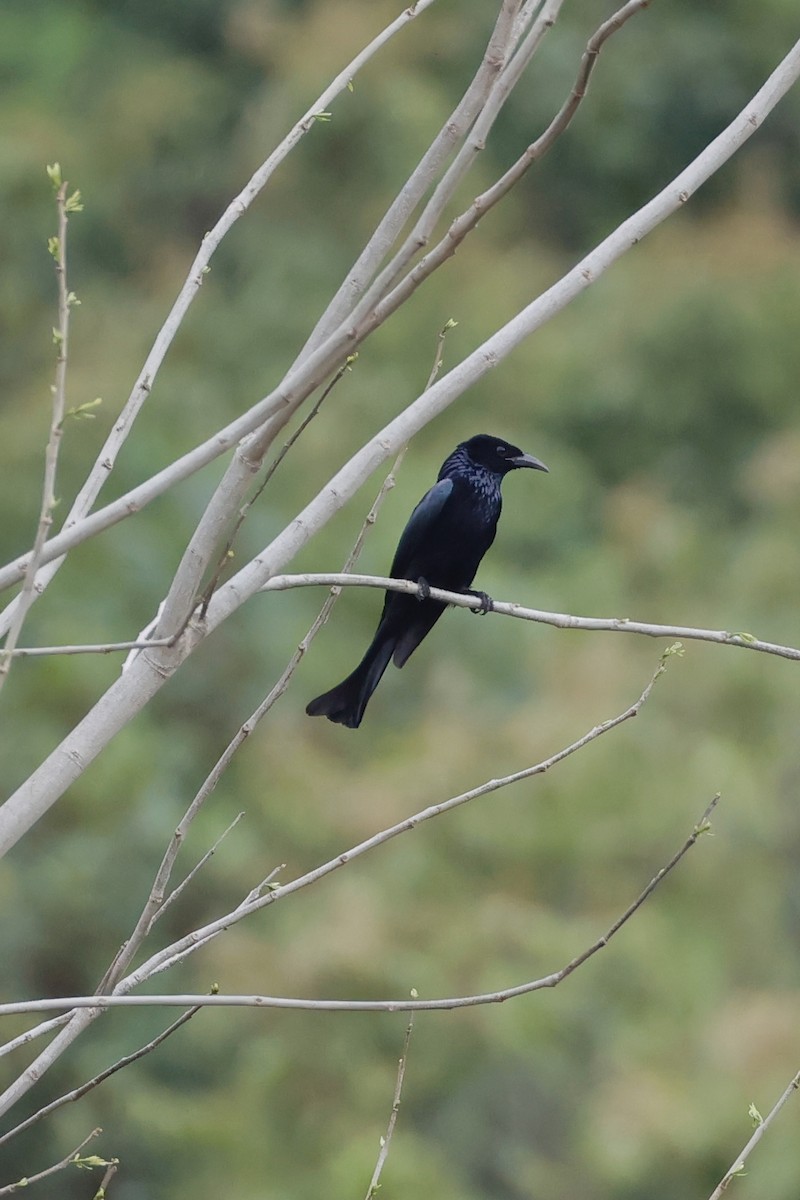 Hair-crested Drongo - ML635284873