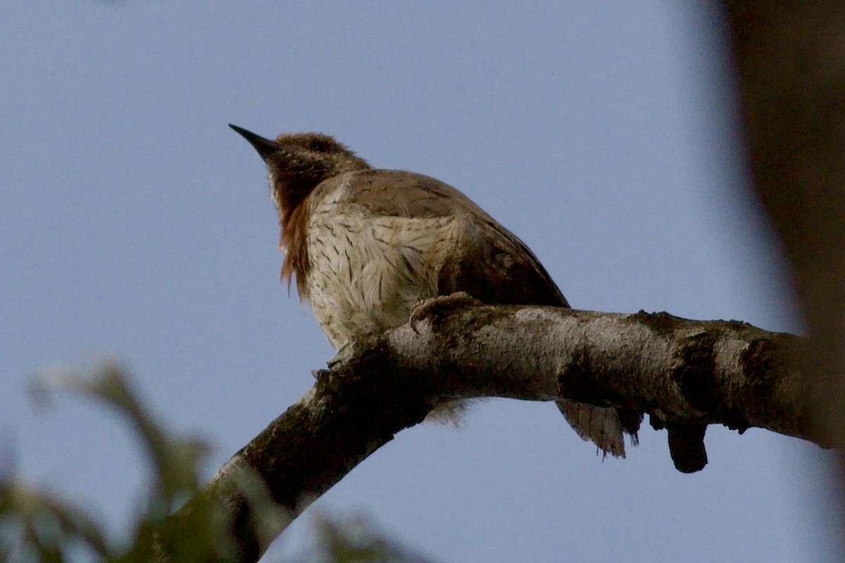 Red-throated Wryneck - ML635284910