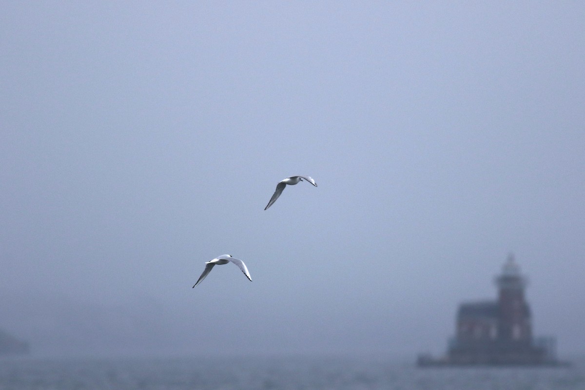 Bonaparte's Gull - ML635284915
